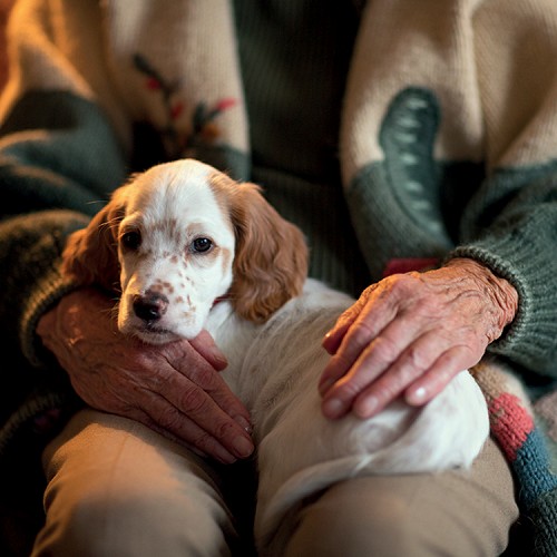 immagine Alzheimer, l'effetto benefico della pet-therapy